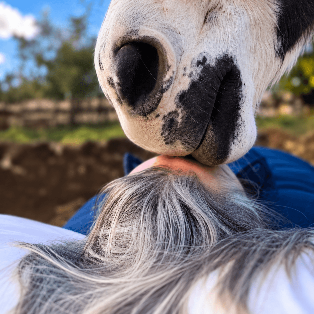 Reiki con caballos
